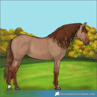 Horse Color:Red Dun Rabicano