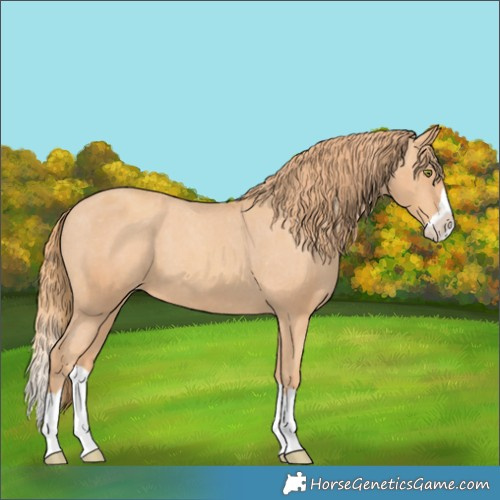 Horse Color:Gold Champagne Splash Appaloosa 