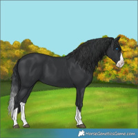 Horse Color:Black Splash