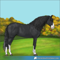 Horse Color:Black Splash 
