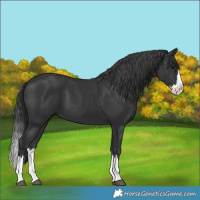 Horse Color:Black Splash
