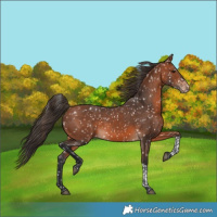 Horse Color:Bay Tobiano Snowflake Varnish