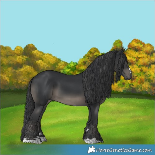 Horse Color:Black 