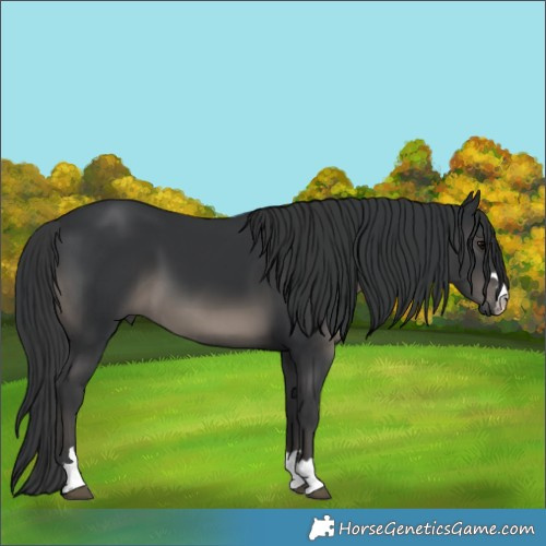 Horse Color:Black 