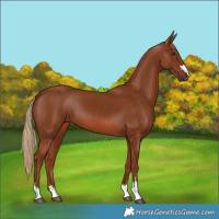 Horse Color:Chestnut 