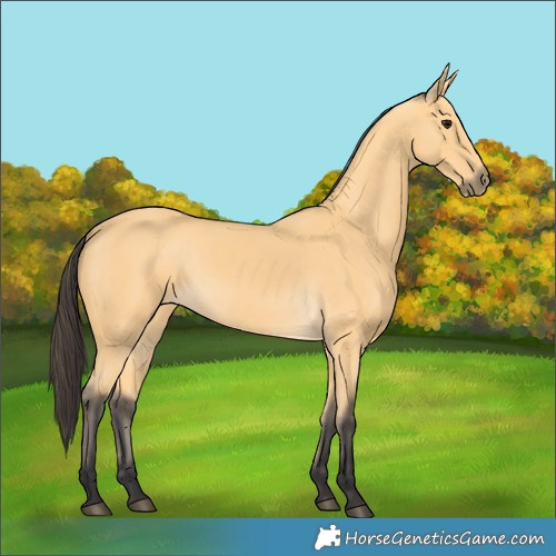 Horse Color:Buckskin 