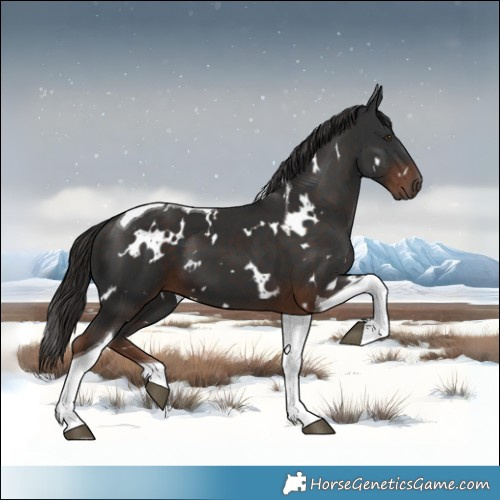 Horse Color:White Spotted Liver Chestnut Tobiano