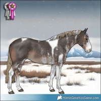 Horse Color:White Spotted Liver Chestnut Tobiano Rabicano