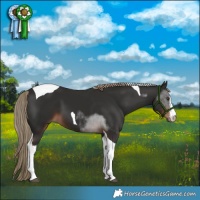 Horse Color:White Spotted Liver Chestnut Tobiano 