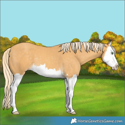 Horse Color:Gold Cream Champagne Splash 