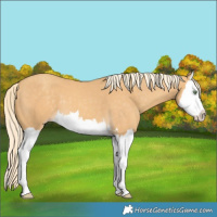 Horse Color:Gold Cream Champagne Splash 