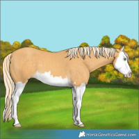 Horse Color:Gold Cream Champagne Splash 
