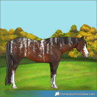 Horse Color:Powder White Liver Chestnut 