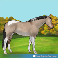 Horse Color:Liver Red Dun Tobiano Rabicano