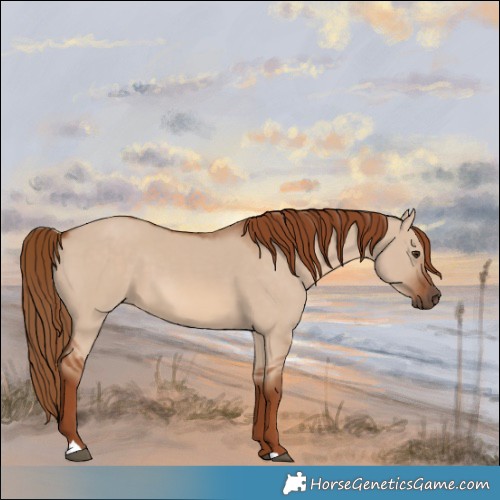 Horse Color:Red Dun 