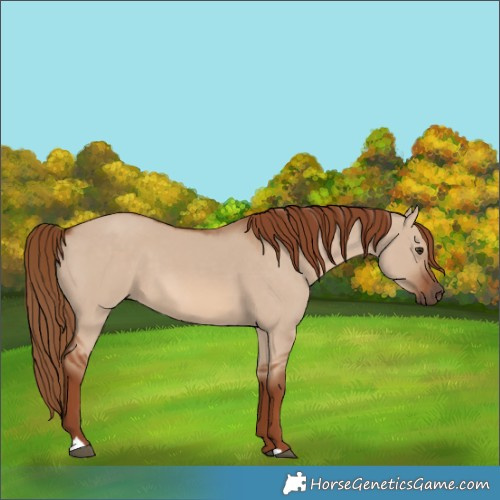 Horse Color:Red Dun 