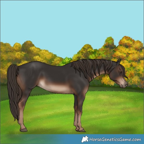 Horse Color:Liver Chestnut 