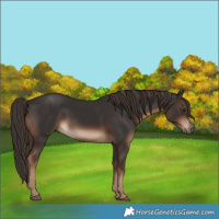 Horse Color:Liver Chestnut 