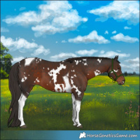 Horse Color:White Spotted Liver Chestnut Tobiano 