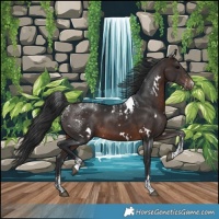 Horse Color:Powder White White Spotted Brown