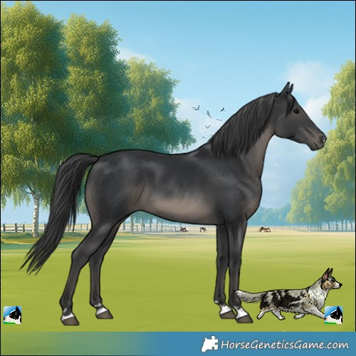 Horse Color:Black 
