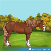 Horse Color:Chestnut 