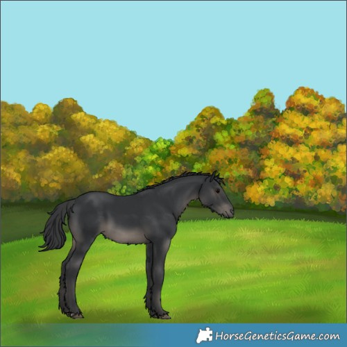 Horse Color:Black 