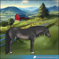 Horse Color:Black 