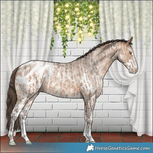 Horse Color:Amber Champagne Sabino Tobiano Appaloosa and Amber Champagne Roan Sabino Appaloosa