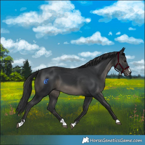 Horse Color:Black 