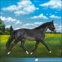 Horse Color:Black 