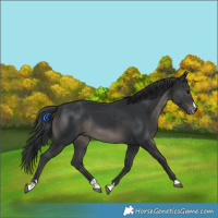 Horse Color:Black 