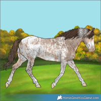 Horse Color:Amber Champagne Sabino Tobiano Frame Appaloosa  and Amber Champagne Sabino Tobiano Frame Appaloosa 