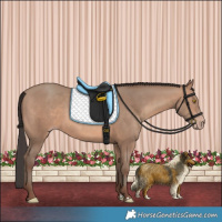 Horse Color:Sable Champagne 