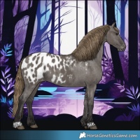 Horse Color:Smoky Grullo Appaloosa 