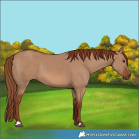 Horse Color:Red Dun 