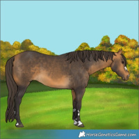 Horse Color:Buckskin 