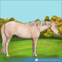 Horse Color:Gold Champagne Pearl Rabicano and Gold Champagne Pearl Rabicano