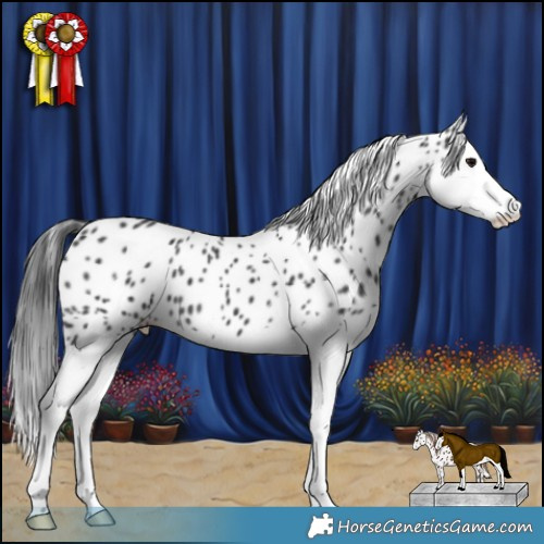 Horse Color:Black Splash Appaloosa 