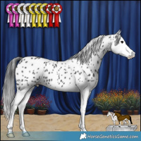 Horse Color:Black Splash Appaloosa