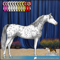Horse Color:Black Splash Appaloosa