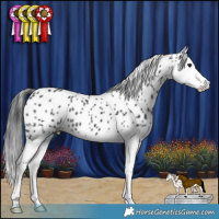 Horse Color:Black Splash Appaloosa