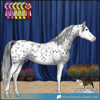 Horse Color:Black Splash Appaloosa 