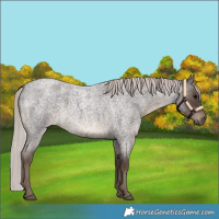 Horse Color:Silver Blue Roan 