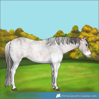 Horse Color:White Spotted Bay 
