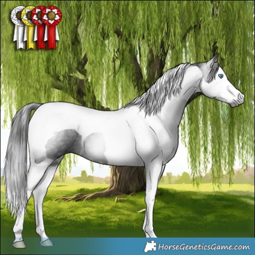 Horse Color:Gray Smoky Black Splash Tobiano 