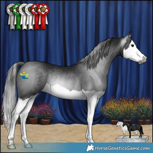 Horse Color:Gray Black Splash Rabicano
