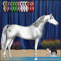 Horse Color:Gray Black Splash Rabicano 
