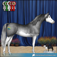 Horse Color:Gray Black Splash Rabicano 