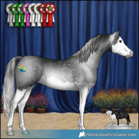 Horse Color:Gray Black Splash Rabicano 
